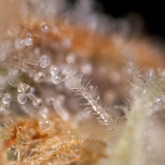 Watermelon Candy F1 Auto (Zamnesia Seeds) feminizada