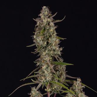 Watermelon Candy F1 Auto (Zamnesia Seeds) feminizada