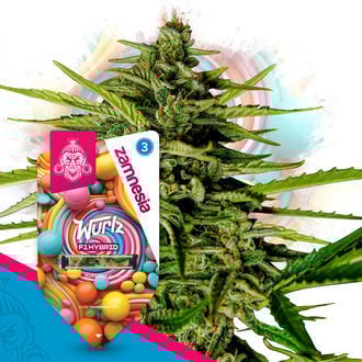 Wurlz F1 Automatic (Zamnesia Seeds) feminizada