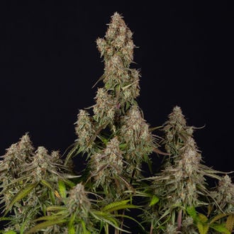 Wurlz F1 Auto (Zamnesia Seeds) feminizada