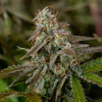Wurlz F1 Auto (Zamnesia Seeds) feminizada