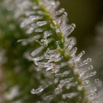 Wurlz F1 Auto (Zamnesia Seeds) feminizada