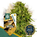 Green Cure CBD F1 Automatic (Zamnesia Seeds) feminizada
