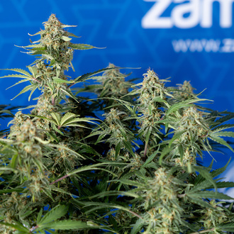Green Cure CBD F1 Auto (Zamnesia Seeds) feminizada