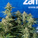 Green Cure CBD F1 Automatic (Zamnesia Seeds) feminizada