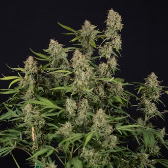 Green Cure CBD F1 Auto (Zamnesia Seeds) feminizada
