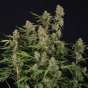 Green Cure CBD F1 Automatic (Zamnesia Seeds) feminizada
