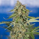 Green Cure CBD F1 Automatic (Zamnesia Seeds) feminizada
