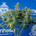 Green Cure CBD F1 Automatic (Zamnesia Seeds) feminizada