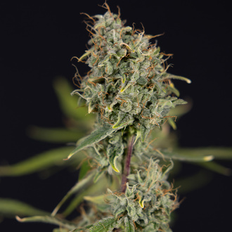 Green Cure CBD F1 Auto (Zamnesia Seeds) feminizada
