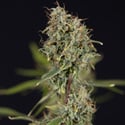 Green Cure CBD F1 Automatic (Zamnesia Seeds) feminizada