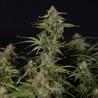 Green Cure CBD F1 Auto (Zamnesia Seeds) feminizada