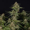 Green Cure CBD F1 Automatic (Zamnesia Seeds) feminizada