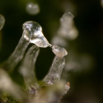 Green Cure CBD F1 Auto (Zamnesia Seeds) feminizada