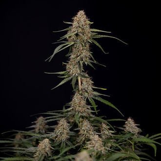 Blue Cheese F1 Auto (Zamnesia Seeds) feminizada