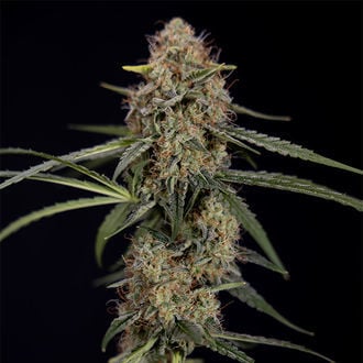 Blue Cheese F1 Auto (Zamnesia Seeds) feminizada