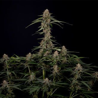 Blue Cheese F1 Auto (Zamnesia Seeds) feminizada
