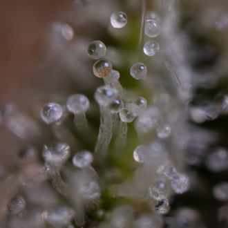 Blue Cheese F1 Auto (Zamnesia Seeds) feminizada