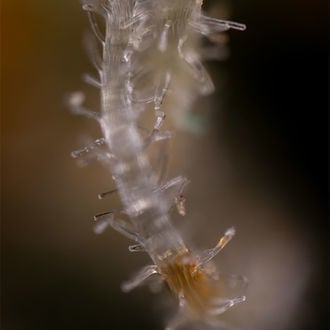 Blue Cheese F1 Auto (Zamnesia Seeds) feminizada