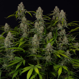 Green Crack F1 Auto (Zamnesia Seeds) feminizada