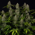 Green Crack F1 Automatic (Zamnesia Seeds) feminizada