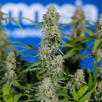 Green Crack F1 Auto (Zamnesia Seeds) feminizada