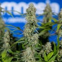 Green Crack F1 Automatic (Zamnesia Seeds) feminizada