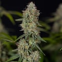 Green Crack F1 Automatic (Zamnesia Seeds) feminizada