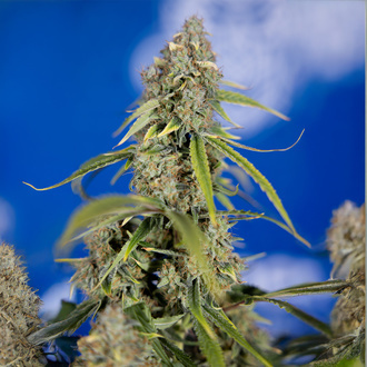 Green Crack F1 Auto (Zamnesia Seeds) feminizada