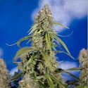 Green Crack F1 Automatic (Zamnesia Seeds) feminizada