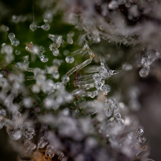 Green Crack F1 Auto (Zamnesia Seeds) feminizada