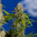 Green Crack F1 Automatic (Zamnesia Seeds) feminizada