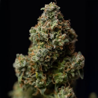 Green Crack F1 Auto (Zamnesia Seeds) feminizada