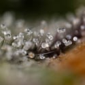 Green Crack F1 Automatic (Zamnesia Seeds) feminizada