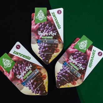 Grape Ape F1 Auto (Zamnesia Seeds) feminizada