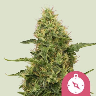 Northern Light (Royal Queen Seeds) feminizada