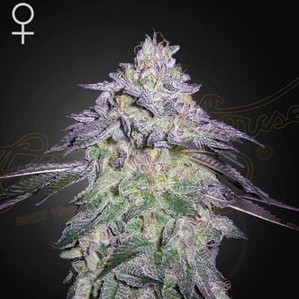 Nori Cake (Greenhouse Seeds) feminizada