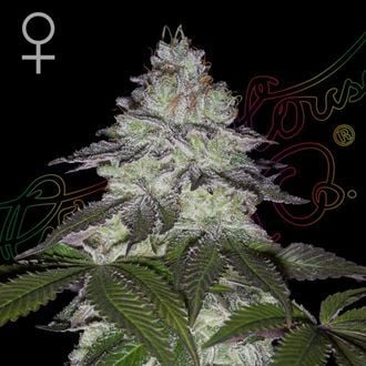 Milky Dreams (Greenhouse Seeds) feminizada