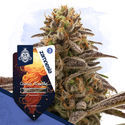 Cosmic Noodles Automatic (Zamnesia Seeds) feminizada