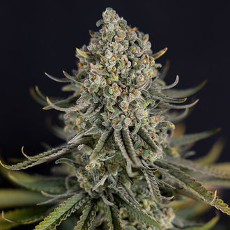 Karen Kush (Zamnesia Seeds) feminizada