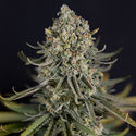 Karen Kush (Zamnesia Seeds) feminizada