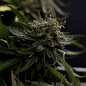Karen Kush (Zamnesia Seeds) feminizada