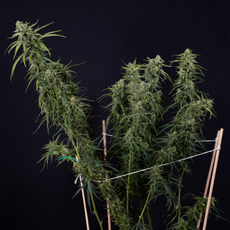 Karen Kush Auto (Zamnesia Seeds) feminized