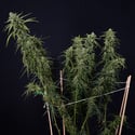 Karen Kush Auto (Zamnesia Seeds) feminized
