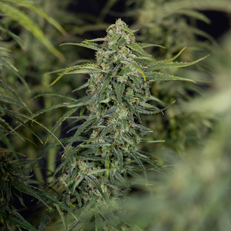 Karen Kush Auto (Zamnesia Seeds) feminized