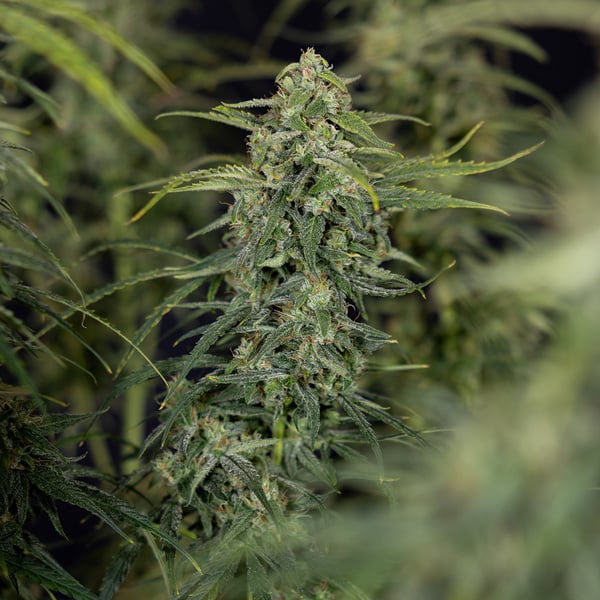 Karen Kush Auto (Zamnesia Seeds) feminized