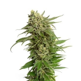 Quicksilver (Amsterdam Genetics) feminizada