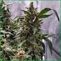 Blue Amnesia Haze (Amsterdam Genetics) feminizada