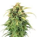Lemon Haze (Amsterdam Genetics) feminizada