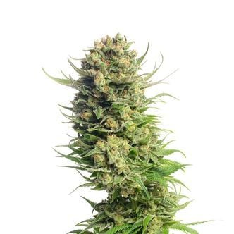 Spicebomb (Amsterdam Genetics) feminizada